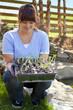 Seedlings