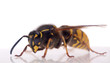 single wasp with reflection single wasp with reflection