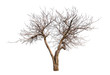 isolated tree without leaves