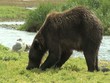 Video: Braunbär frisst Lachs wildlife Katmai Alaska Braunbär frisst Lachs wildlife Katmai Alaska