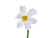 Daffodil
