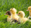 Young Duckling sitting in grass