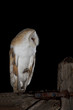 Barn Owl