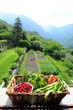 Jardin et panier de fruits et légumes Bio