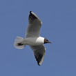 Foto: Black-headed gull flying on the blue sky Black-headed gull flying on the blue sky