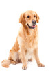 golden retriever dog sitting on isolated  white
