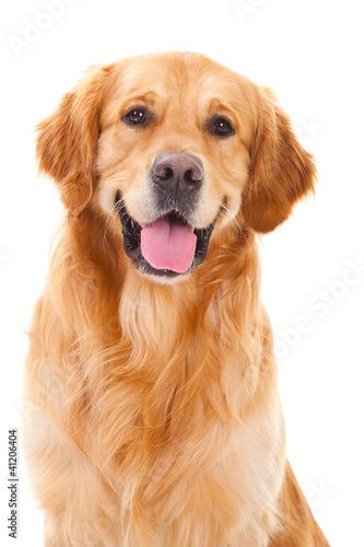 Photo: golden retriever dog sitting on isolated white golden retriever dog sitting on isolated white