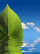 Green leaf abstract