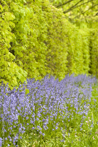 Photo: Native english bluebells Native english bluebells