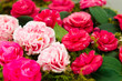 camellia bouquet