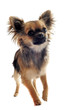 chiot chihuahua poil long