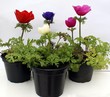 anemone in plant pots