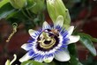 bee on clock flower
