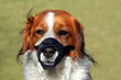 Hund mit Maulkorb