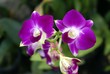 orchid