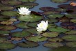 white water lilies