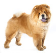 Chow chow  in front ofa white background