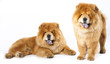 Chines chow chow dog isolated on a white background