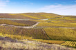Vineyards in autumn