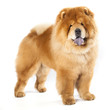 Chines chow chow dog isolated on a white background