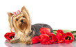 yorkshire terrier and spring flowers tulips