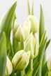 green tulips