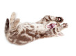 Yawning kitten lying on back