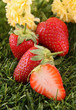 strawberries