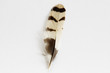 little feather
