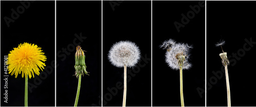 Photo: Dandelion Dandelion