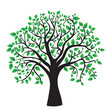 Tree isolated on a white background