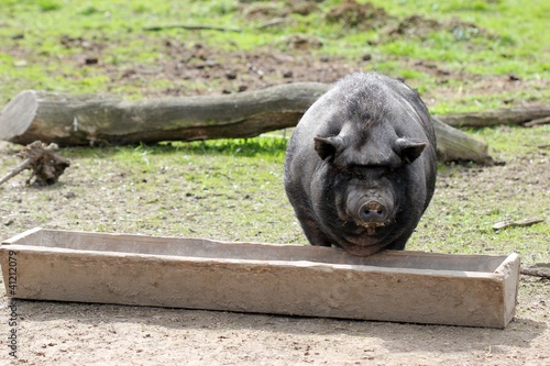 Photo: Hängebauchschwein am Futtertrog Hängebauchschwein am Futtertrog