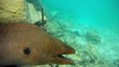 Unterwasseraufnahme einer Riesenmuraene wildlife Malediven