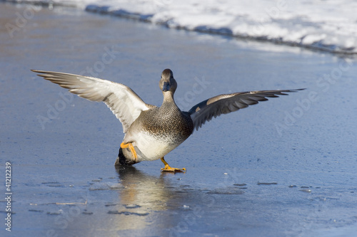 Photo: Gadwall Drake Slipping On ICe Gadwall Drake Slipping On ICe