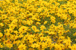 helianthus_ fiori gialli helianthus_ fiori gialli