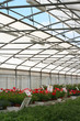 vivaio_ fiori e piante in vaso vivaio_ fiori e piante in vaso