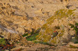 Corse Ile Rousse