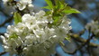 Kirschblüte
