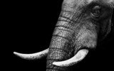 African Elephant Close Up - Fine Art prints