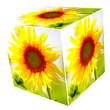 Sunflower cube collage. Sunflower cube collage.