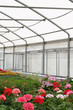 vivaio_ fiori e piante in vaso vivaio_ fiori e piante in vaso