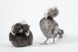 Poules Hollandaises