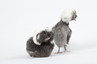 Poules Hollandaises