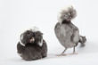 Poules Hollandaises