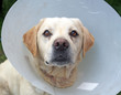 ill dog wearing a cone of shame