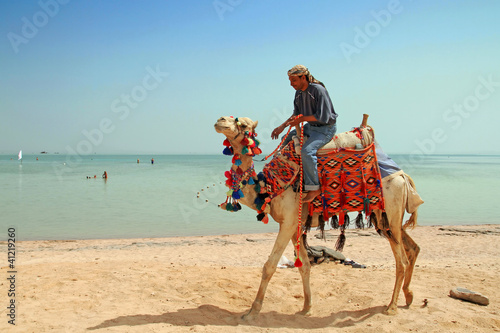 Foto: Egyptian man on his camel at Red Sea Egyptian man on his camel at Red Sea