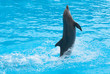 Photo: Dancing dolphin Dancing dolphin