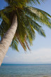 palm trees against the blue sky palm trees against the blue sky