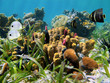 Seabed with tube sponge
