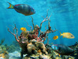 Underwater form and sea life
